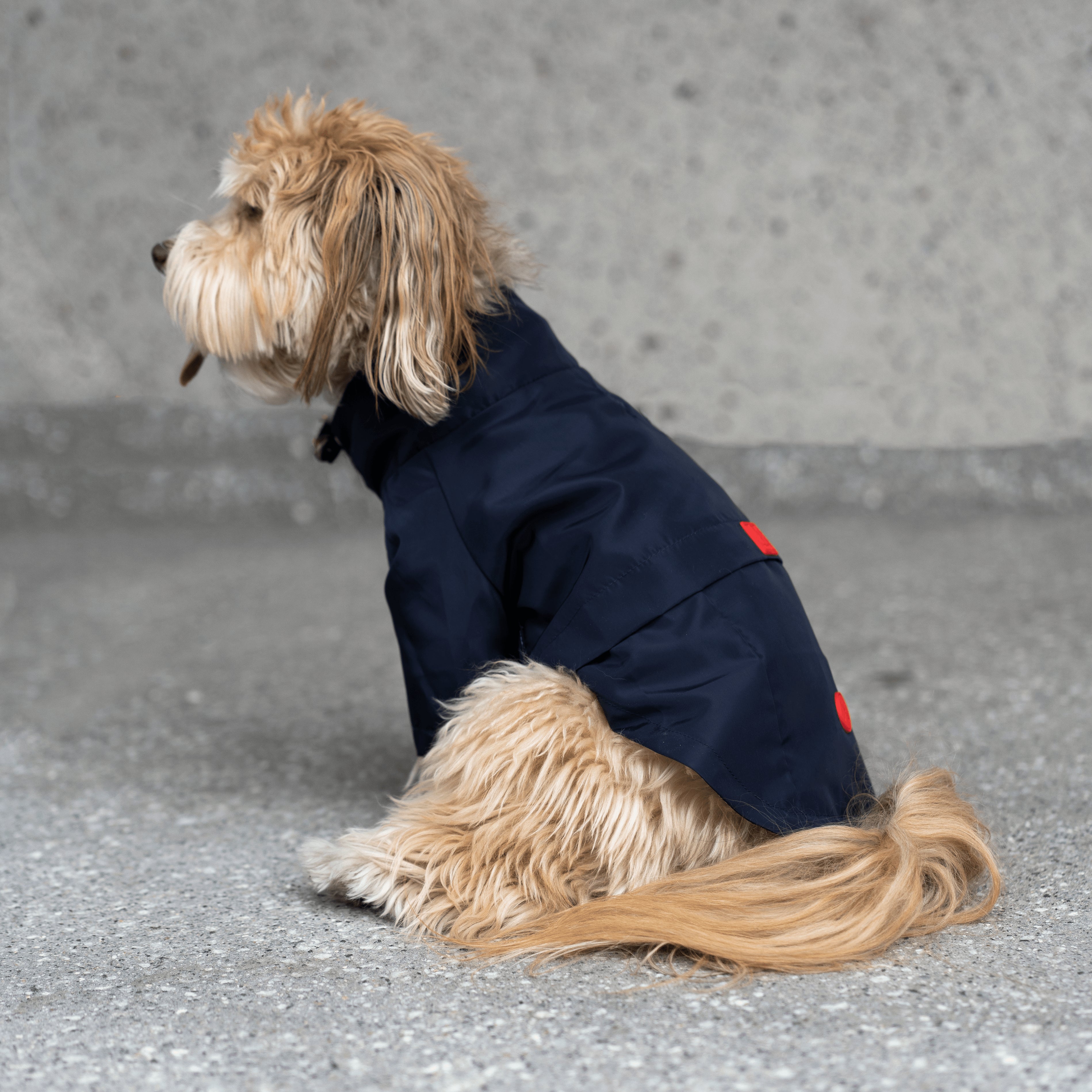Jean Paul Navy Dog Raincoat Silver Paw x Barklife Boutique