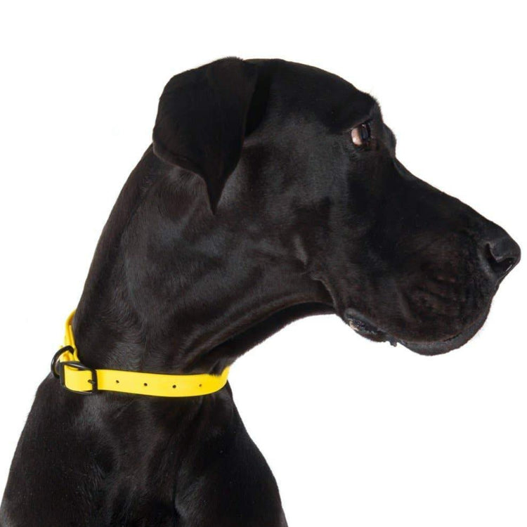 Yellow Waterproof Collar
