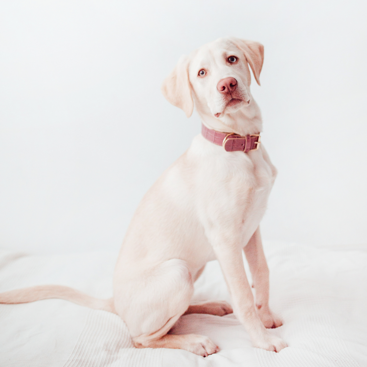 Lavender Leather Dog Collar