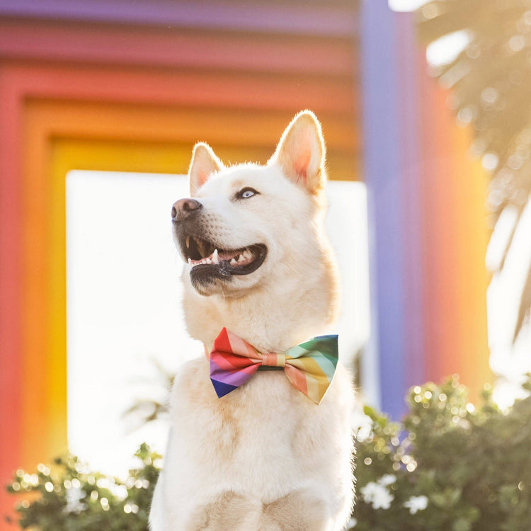 Over The Rainbow Bow Tie