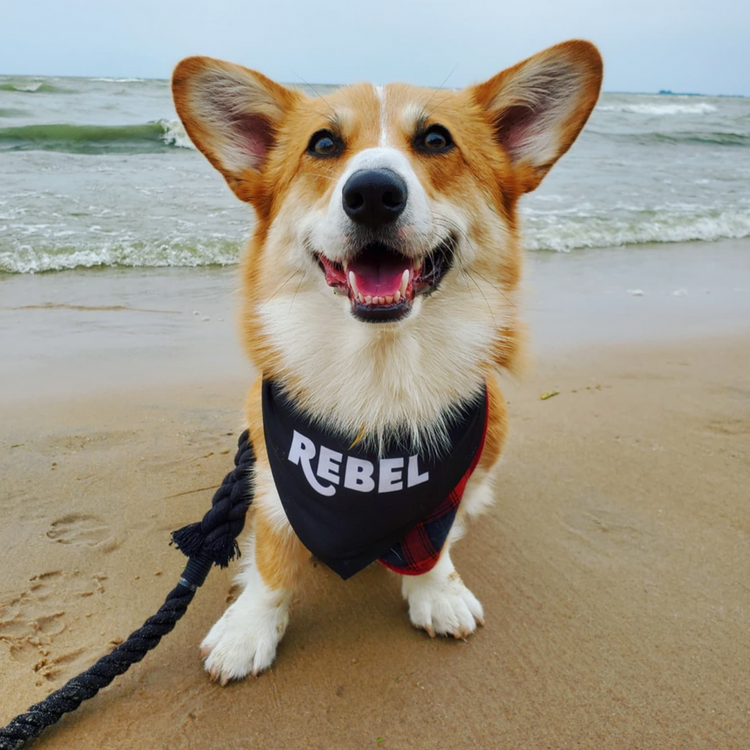 Rebel Pooch Bandana