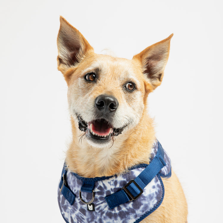 Blue Tie Dye Harness