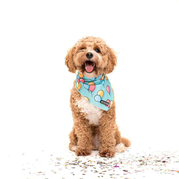 Birthday Balloons Bandana