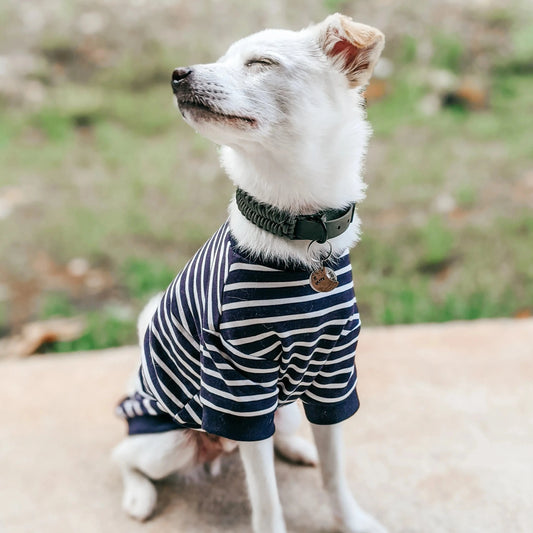 Breton Stripe Dog Sweater