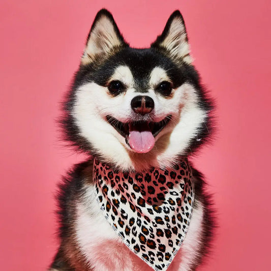 Dog bows and clearance bandanas