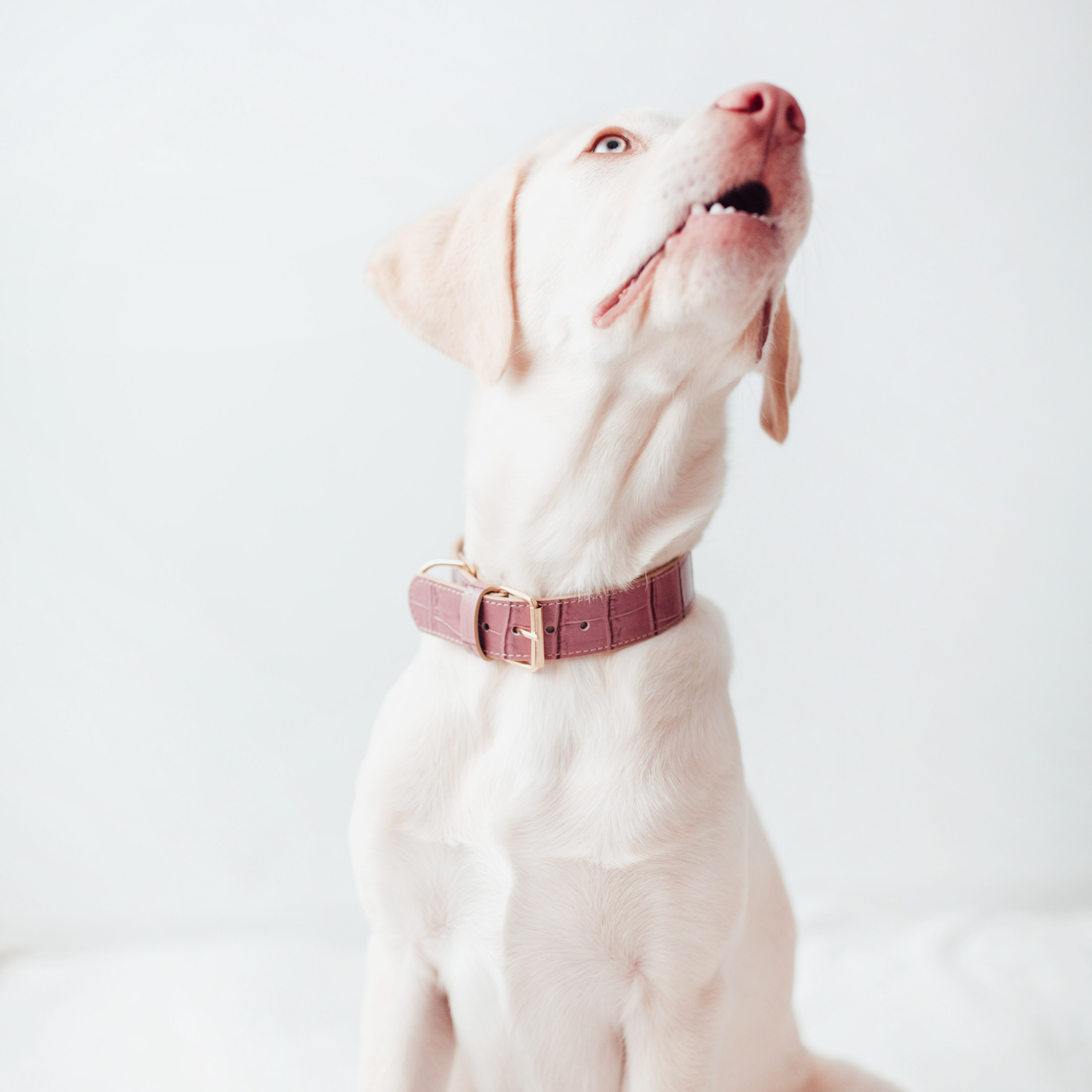 Lavender Leather Dog Collar