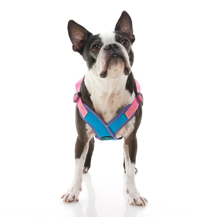 Comfort X Step-In Harness - Pink/Blue