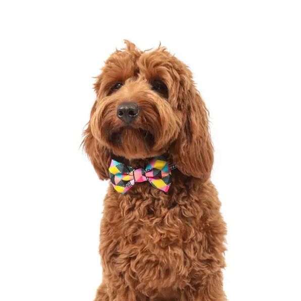 All-Sorts Collar + Bow Tie