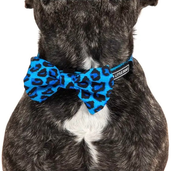 Blue Leopard Dog Collar