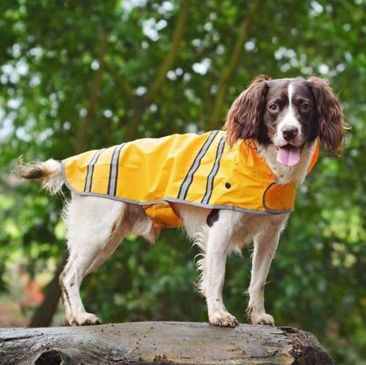 raincoat for dogs